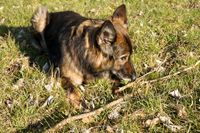 Anzeigen durch Vorsitzen in der Sp&uuml;rhundeausbildung der Hundeschule Freiburg amlandwasser