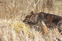 Ausbildung zum Suchhund in der Hundeschule Freiburg amlandwasser