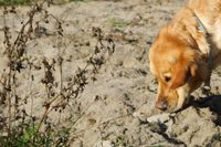 Anzeigeverhalten eines Sp&uuml;rhundes Hundeschule Freiburg