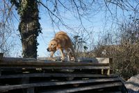 Foto der Ausbildung zum Artensp&uuml;rhund Hundeschule Freiburg