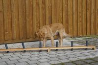 Geruchsdifferenzierung an der Line der Hundeschule amlandwasser in Freiburg