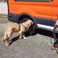 Spürhund sucht Auto ab