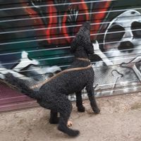 Spürhund sucht Geruch an der Wand