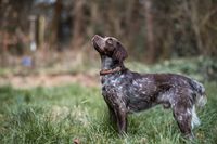 Scent Detection Hundeschule Freiburg