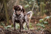 Geruchsdifferenzierung Hundeschule Freiburg