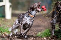 Geruchskonditionierung Hundeschule Freiburg