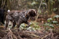 Artensp&uuml;rhund Hundeschule Freiburg