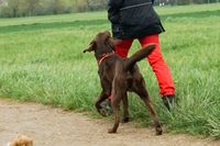 Gehorsamsübung Hund