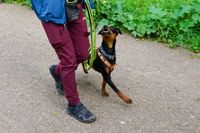 Heelwork mit Deutschem Pinscher