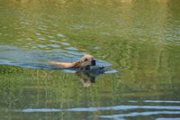 Apportieren von Federwild in der Wasserarbeit der Hundeschule Freiburg