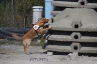 Rettungshund zeigt an, daß er eine Person gefunden hat